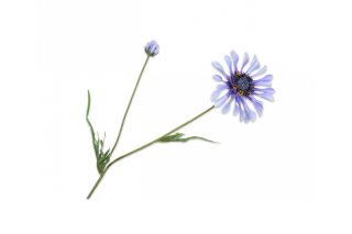 Hoa cúc Lavand 55cm 138148S