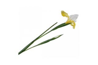 Hoa Iris vàng 76cm 131156S