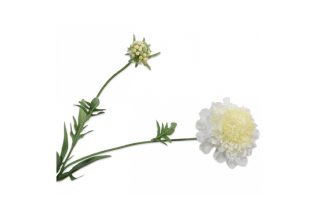 Hoa Scabiosa trắng 71cm 123310S