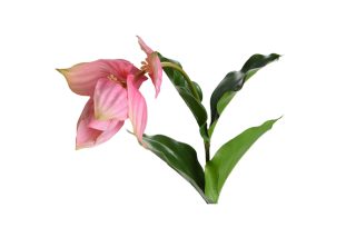 Cành hoa Medinilla Magnifica H75 118847C