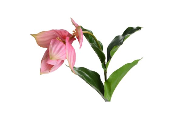 Cành hoa Medinilla Magnifica H75 118847C