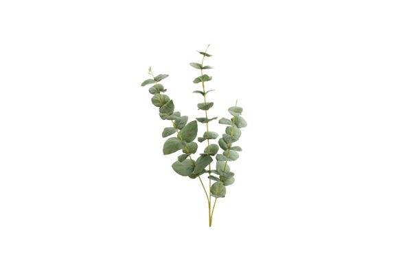 Cành lá Eucalyptus Gundal H70VE 146884C