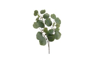 Cành lá Eucalyptus Nicholii H65 149429C