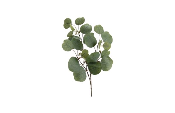 Cành lá Eucalyptus Nicholii H65 149429C