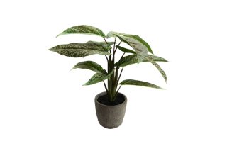 Chậu cây Aglaonema xanh lá 155829C