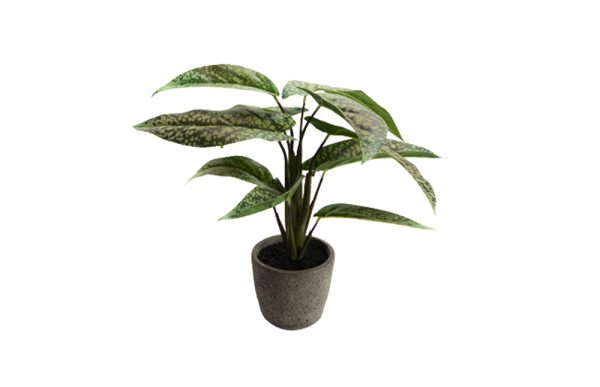 Chậu cây Aglaonema xanh lá 155829C