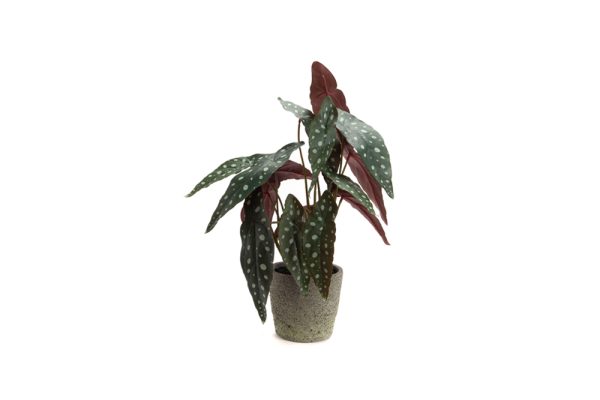 Chậu cây Begonia Maculata 155830C