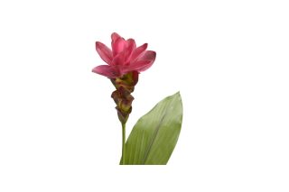 Hoa Curcuma tropica AV/ F H62 FU 133889C