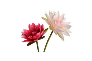 Hoa sen Carnea 139681C