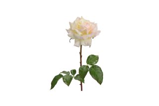 Hoa hồng Pristine 126339C