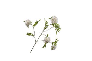 Cành hoa Blossom kem