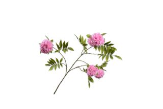 Cành hoa Blossom hồng