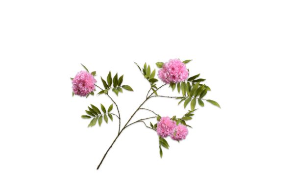 Cành hoa Blossom hồng