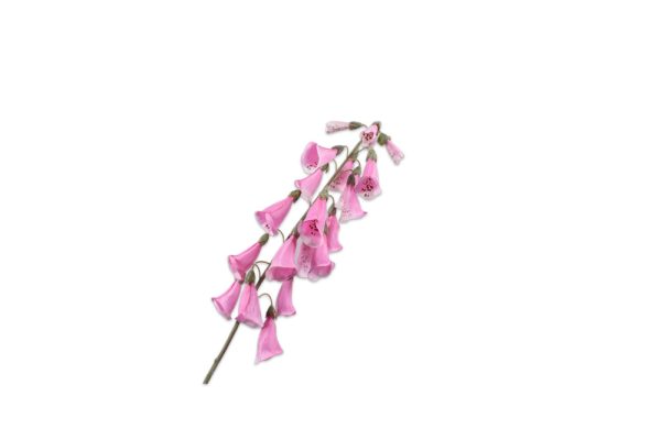 Cành hoa Digitalis hồng 143182S