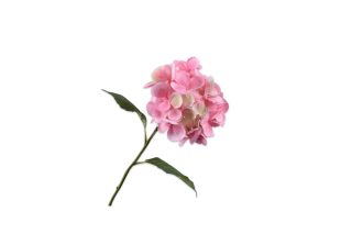 Cành hoa Cẩm tú cầu hồng 144929S