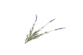 Cành hoa Lavender 145228S
