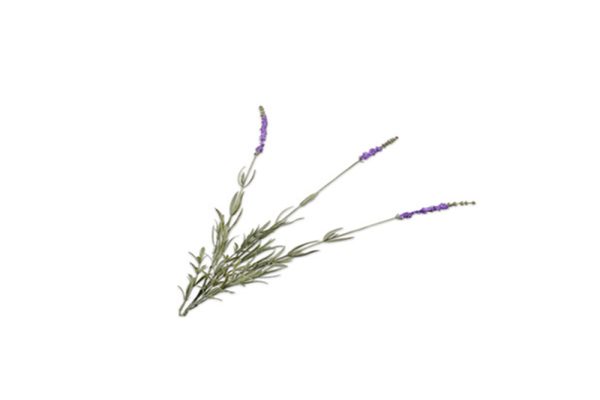Cành hoa Lavender 145228S