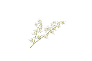 Cành hoa Lily trắng