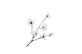 Cành hoa Mộc lan trắng