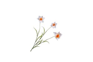 Cành hoa Narcissus màu kem