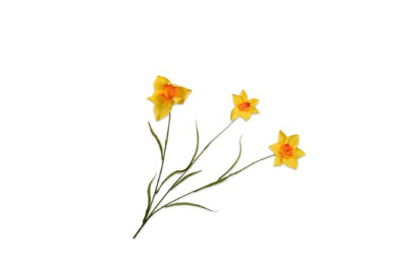 Cành hoa Narcissus vàng
