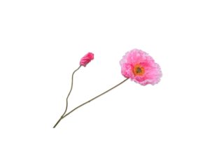 Cành hoa Anh túc hồng