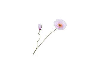 Cành hoa Anh túc trắng