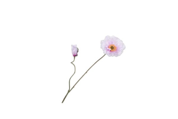 Cành hoa Anh túc trắng