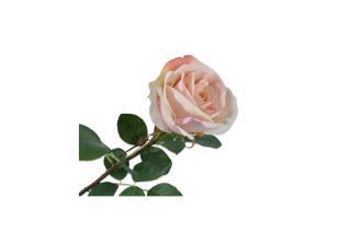 Cành hoa hồng H66