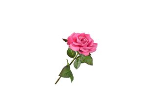 Cành hoa hồng 145018S