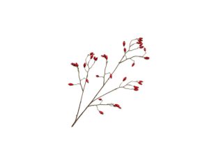 Cành hoa Rosehip đỏ