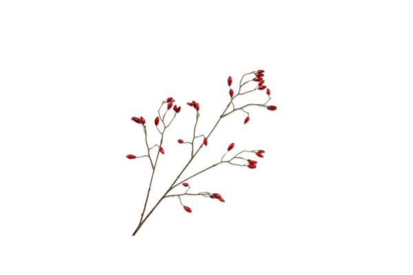 Cành hoa Rosehip đỏ