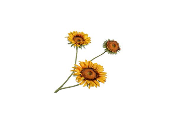 Cành hoa Hướng dương 140571S
