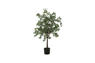 Chậu cây Money xanh