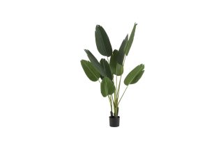 Chậu cây Strelitzia S H165