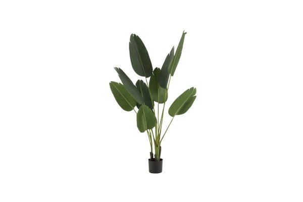 Chậu cây Strelitzia S H165