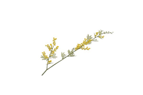 Cành hoa Mimosa vàng
