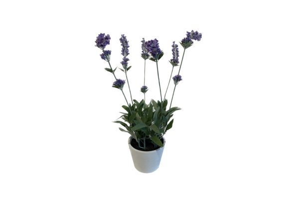 Chậu hoa Lavender 40cm