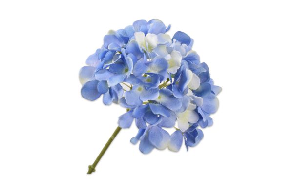 Cành hoa Hydrangea màu xanh