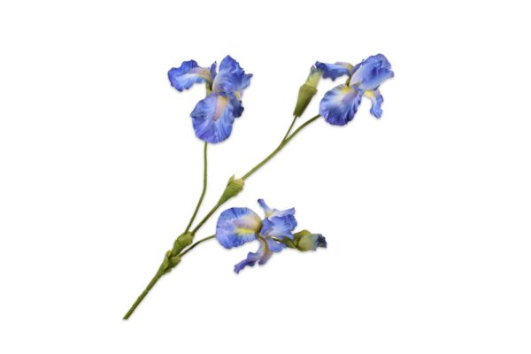 Cành hoa Iris màu xanh