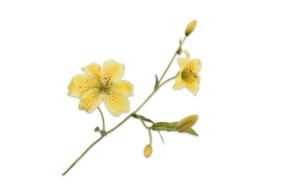 Cành hoa Lily vàng