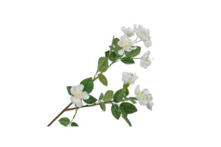 Cành hoa Spray Cream