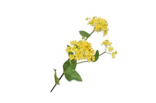 Cành hoa Stem vàng