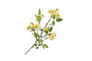 Cành hoa hồng chùm màu vàng