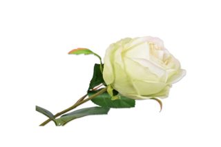 Cành hoa hồng màu xanh lá