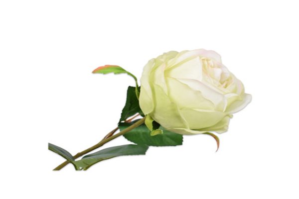 Cành hoa hồng màu xanh lá