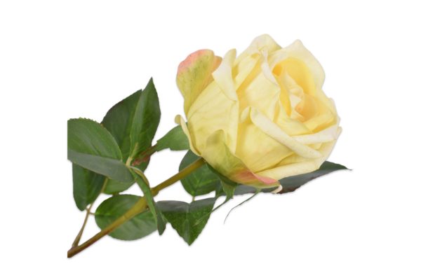 Cành hoa hồng vàng