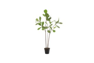 Chậu cây trang trí Fiddle