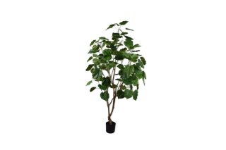 Chậu cây xanh trang trí