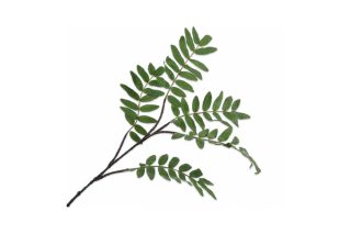 Cành cây dương xỉ xanh 132088S